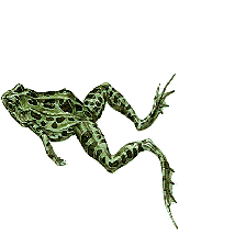 frog62.gif