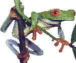 jfrogwnk.gif